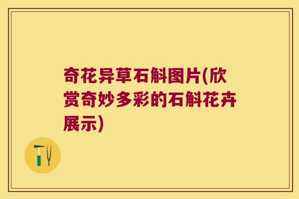 奇花异草石斛图片(欣赏奇妙多彩的石斛花卉展示)