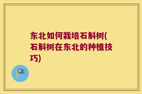 东北如何栽培石斛树(石斛树在东北的种植技巧)