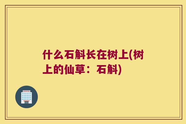 什么石斛长在树上(树上的仙草：石斛)