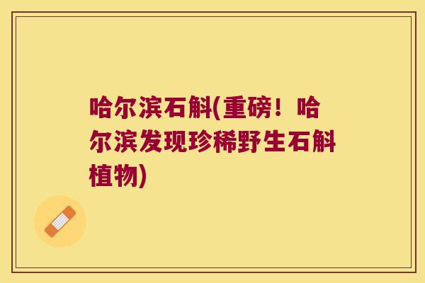 哈尔滨石斛(重磅！哈尔滨发现珍稀野生石斛植物)