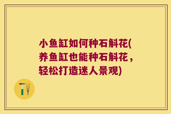 小鱼缸如何种石斛花(养鱼缸也能种石斛花，轻松打造迷人景观)