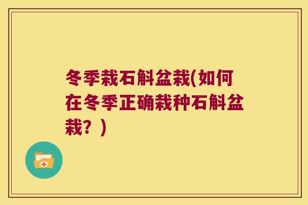 冬季栽石斛盆栽(如何在冬季正确栽种石斛盆栽？)