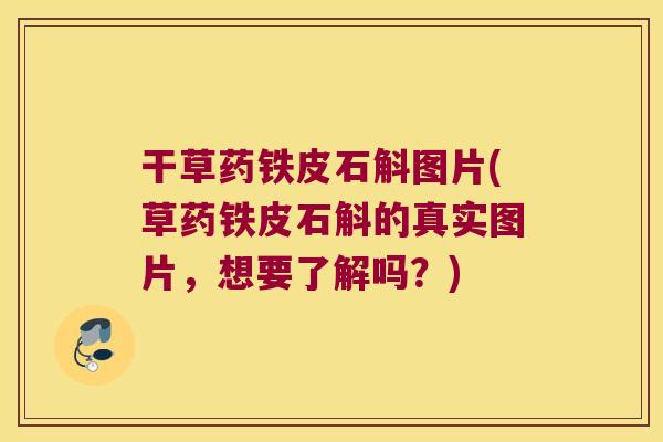 干草药铁皮石斛图片(草药铁皮石斛的真实图片，想要了解吗？)