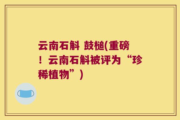 云南石斛 鼓槌(重磅！云南石斛被评为“珍稀植物”)