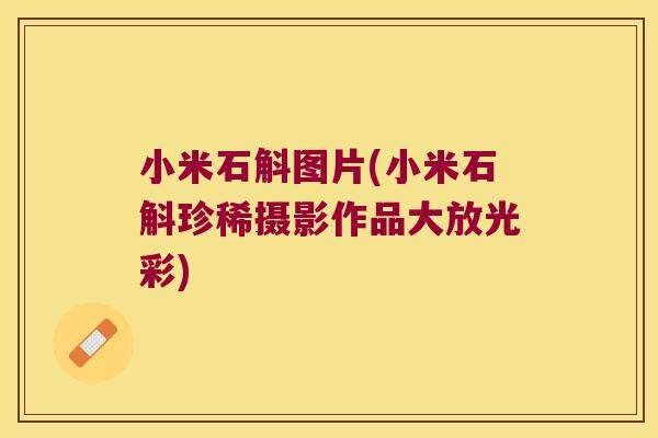 小米石斛图片(小米石斛珍稀摄影作品大放光彩)