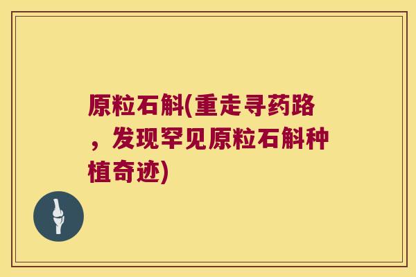 原粒石斛(重走寻药路，发现罕见原粒石斛种植奇迹)