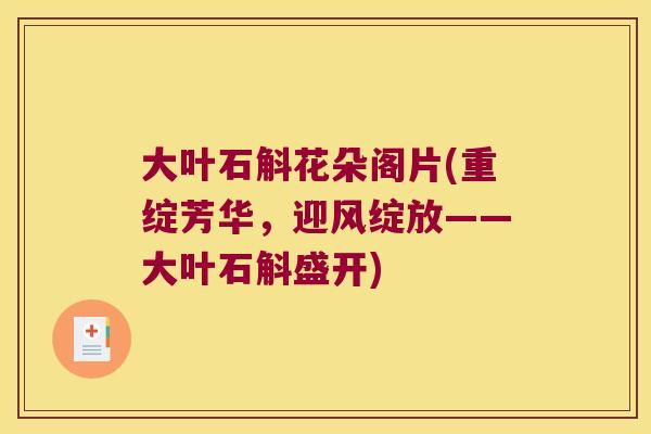 大叶石斛花朵阁片(重绽芳华，迎风绽放——大叶石斛盛开)