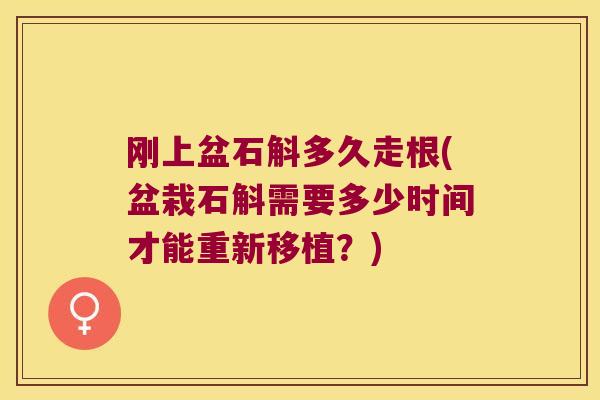 刚上盆石斛多久走根(盆栽石斛需要多少时间才能重新移植？)