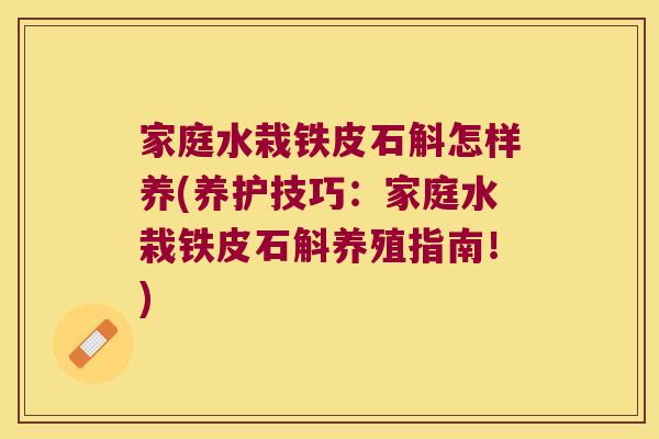 家庭水栽铁皮石斛怎样养(养护技巧：家庭水栽铁皮石斛养殖指南！)