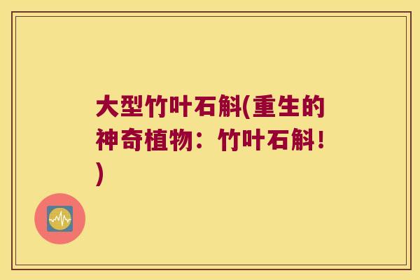 大型竹叶石斛(重生的神奇植物:竹叶石斛!) 大型竹叶石斛(重生的神奇植物:竹叶石斛!)
