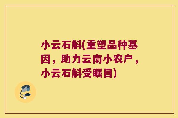 小云石斛(重塑品种基因，助力云南小农户，小云石斛受瞩目)