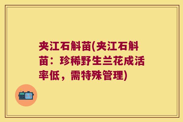 夹江石斛苗(夹江石斛苗：珍稀野生兰花成活率低，需特殊管理)