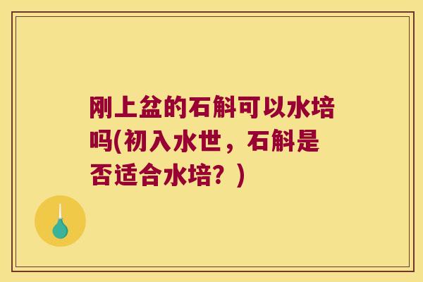 刚上盆的石斛可以水培吗(初入水世，石斛是否适合水培？)