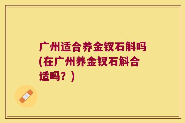 广州适合养金钗石斛吗(在广州养金钗石斛合适吗？)