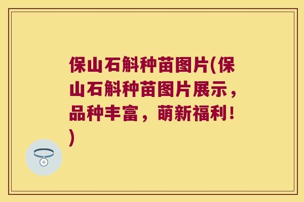 保山石斛种苗图片(保山石斛种苗图片展示，品种丰富，萌新福利！)