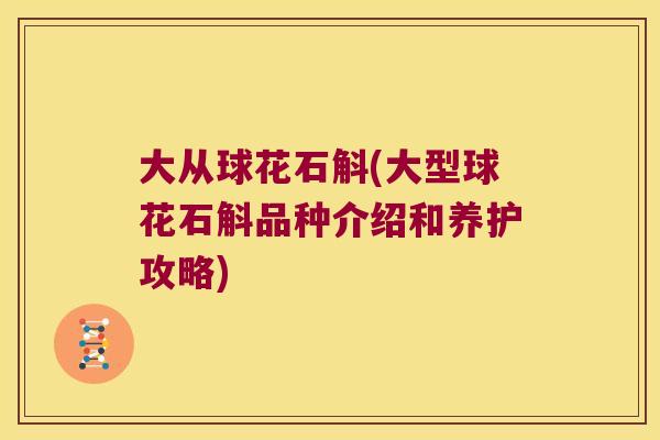 大从球花石斛(大型球花石斛品种介绍和养护攻略)