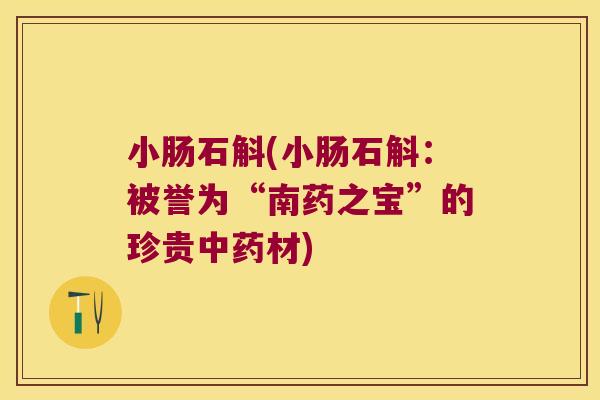 小肠石斛(小肠石斛：被誉为“南药之宝”的珍贵中药材)