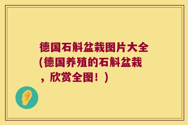 德国石斛盆栽图片大全(德国养殖的石斛盆栽，欣赏全图！)