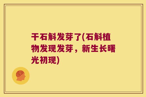 干石斛发芽了(石斛植物发现发芽，新生长曙光初现)