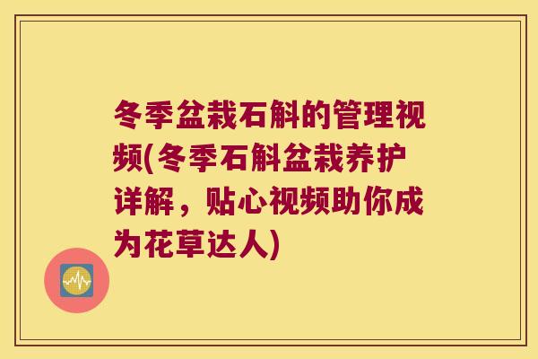 冬季盆栽石斛的管理视频(冬季石斛盆栽养护详解，贴心视频助你成为花草达人)