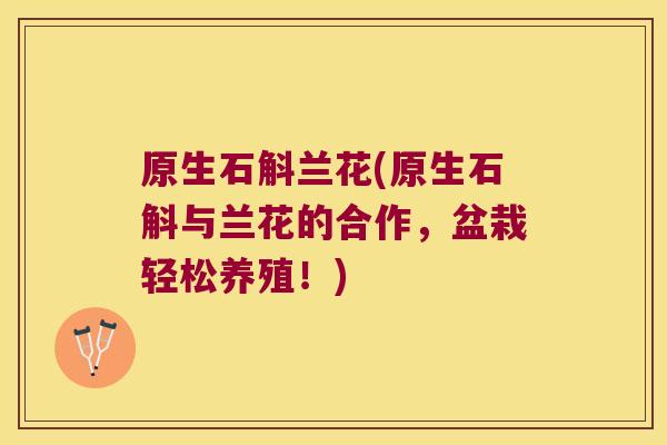 原生石斛兰花(原生石斛与兰花的合作，盆栽轻松养殖！)
