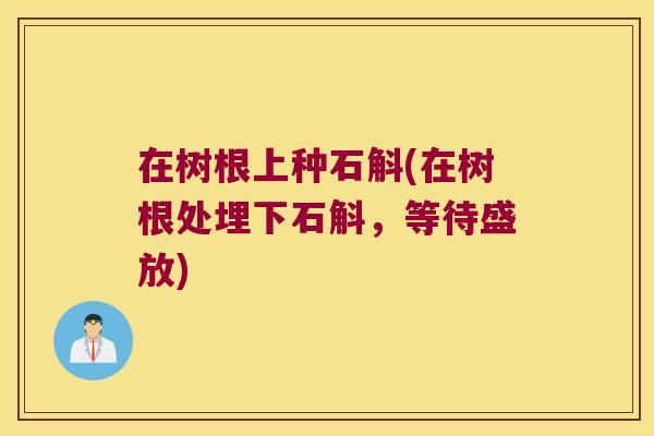在树根上种石斛(在树根处埋下石斛，等待盛放)