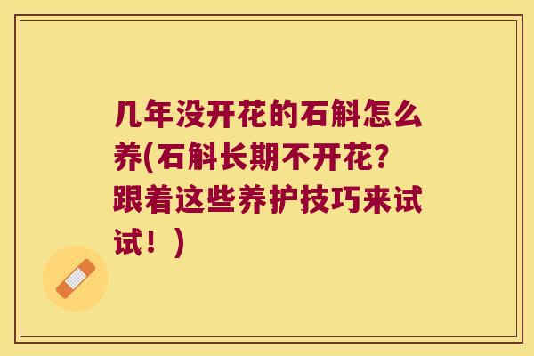 几年没开花的石斛怎么养(石斛长期不开花？跟着这些养护技巧来试试！)
