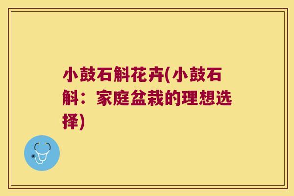 小鼓石斛花卉(小鼓石斛：家庭盆栽的理想选择)
