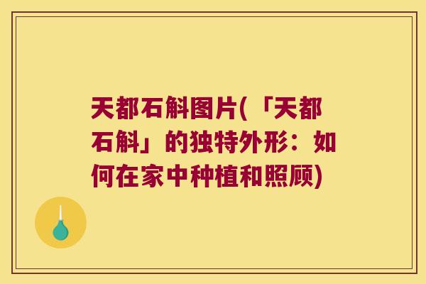 天都石斛图片(「天都石斛」的独特外形：如何在家中种植和照顾)