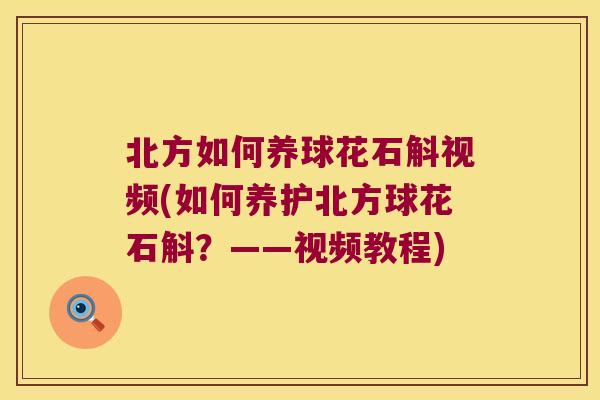 北方如何养球花石斛视频(如何养护北方球花石斛？——视频教程)