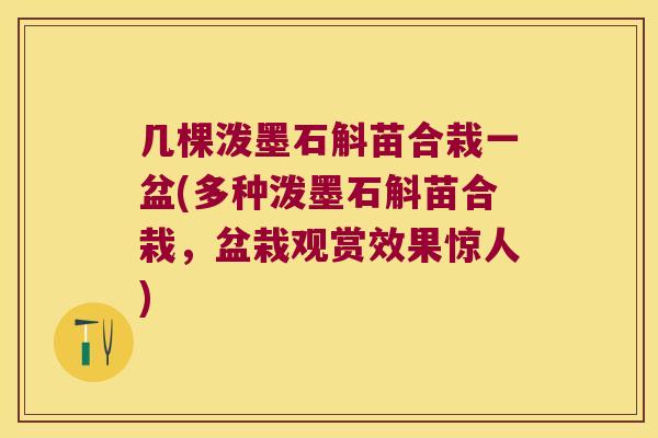 几棵泼墨石斛苗合栽一盆(多种泼墨石斛苗合栽，盆栽观赏效果惊人)