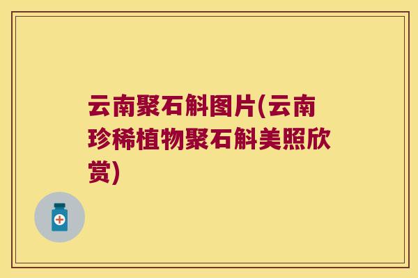 云南聚石斛图片(云南珍稀植物聚石斛美照欣赏)