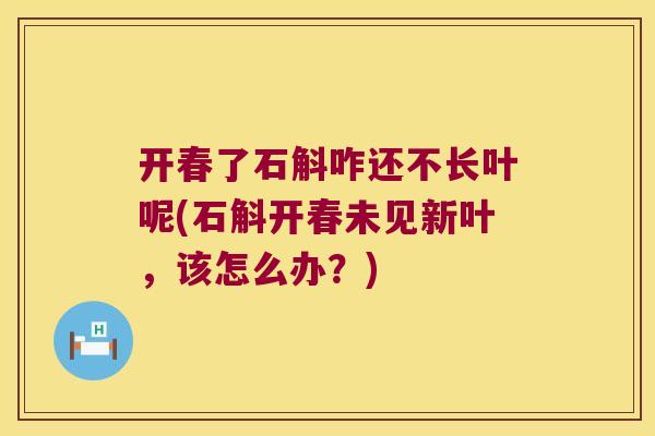 开春了石斛咋还不长叶呢(石斛开春未见新叶，该怎么办？)