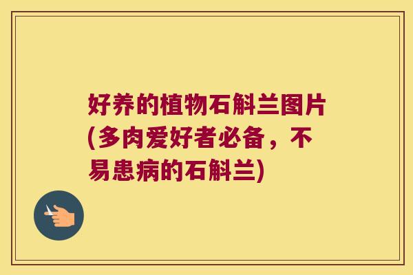 好养的植物石斛兰图片(多肉爱好者必备，不易患病的石斛兰)