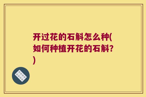 开过花的石斛怎么种(如何种植开花的石斛？)