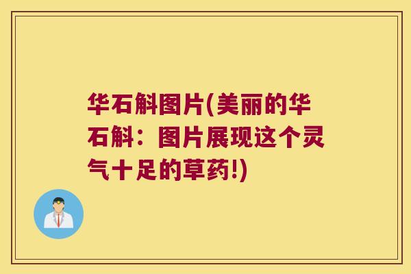 华石斛图片(美丽的华石斛：图片展现这个灵气十足的草药!)