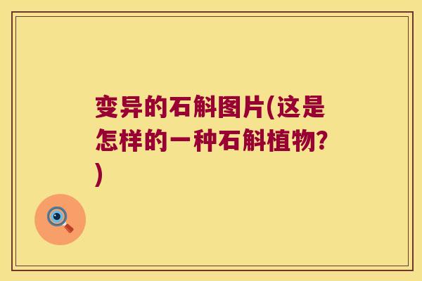 变异的石斛图片(这是怎样的一种石斛植物？)