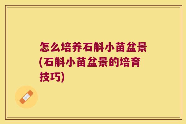 怎么培养石斛小苗盆景(石斛小苗盆景的培育技巧)