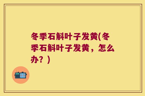 冬季石斛叶子发黄(冬季石斛叶子发黄，怎么办？)