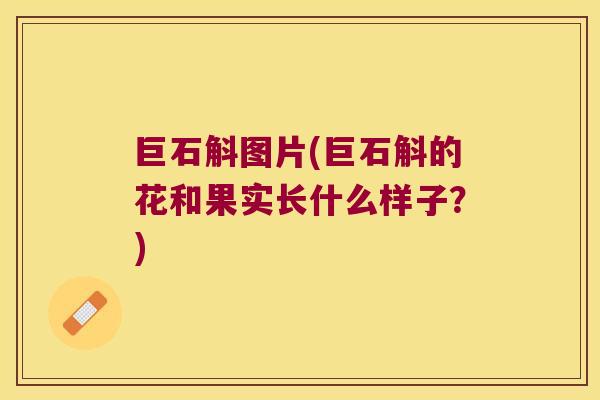 巨石斛图片(巨石斛的花和果实长什么样子？)