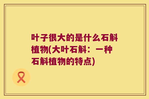 叶子很大的是什么石斛植物(大叶石斛：一种石斛植物的特点)
