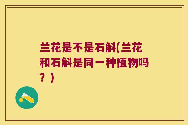 兰花是不是石斛(兰花和石斛是同一种植物吗？)