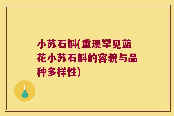 小苏石斛(重现罕见蓝花小苏石斛的容貌与品种多样性)