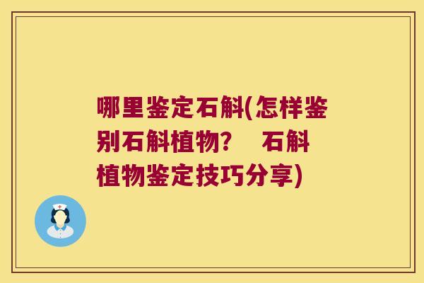 哪里鉴定石斛(怎样鉴别石斛植物？  石斛植物鉴定技巧分享)