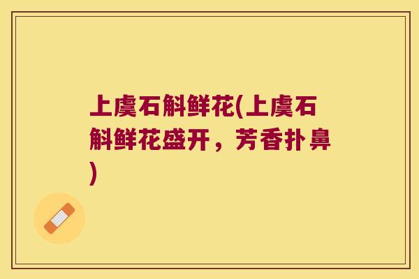 上虞石斛鲜花(上虞石斛鲜花盛开，芳香扑鼻)
