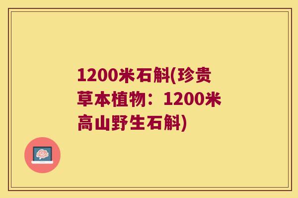 1200米石斛(珍贵草本植物：1200米高山野生石斛)