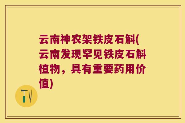 云南神农架铁皮石斛(云南发现罕见铁皮石斛植物，具有重要药用价值)