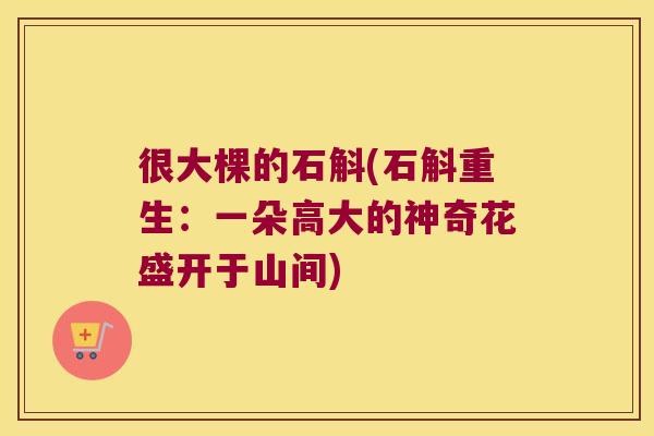 很大棵的石斛(石斛重生：一朵高大的神奇花盛开于山间)