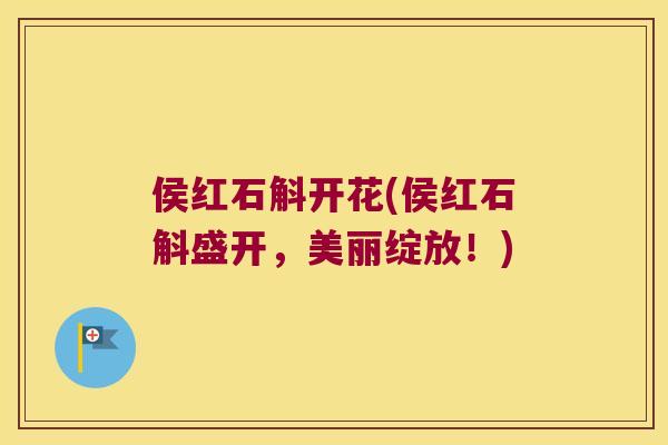 侯红石斛开花(侯红石斛盛开，美丽绽放！)