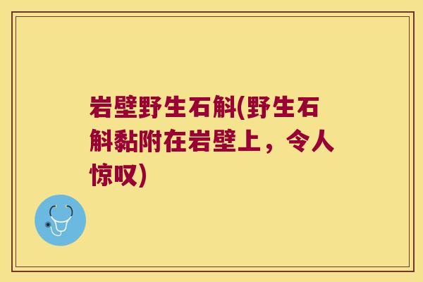 岩壁野生石斛(野生石斛黏附在岩壁上，令人惊叹)